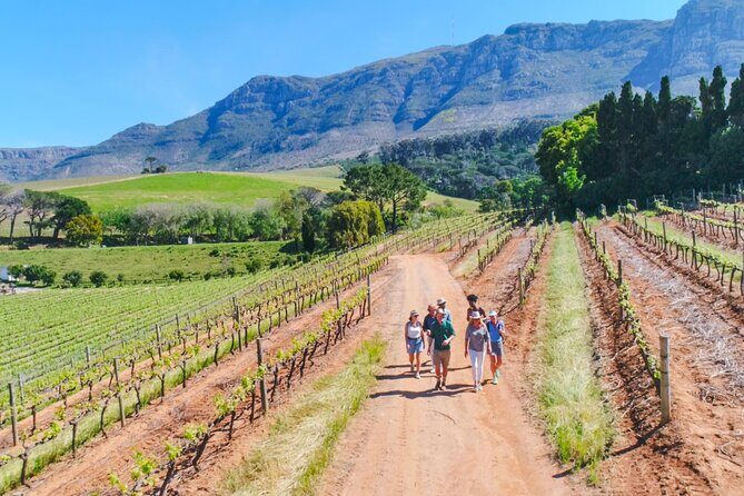 Constantia Wine Walk Storytelling Vineyard Tour with Lunch - Key reasons this Constantia walk feels special