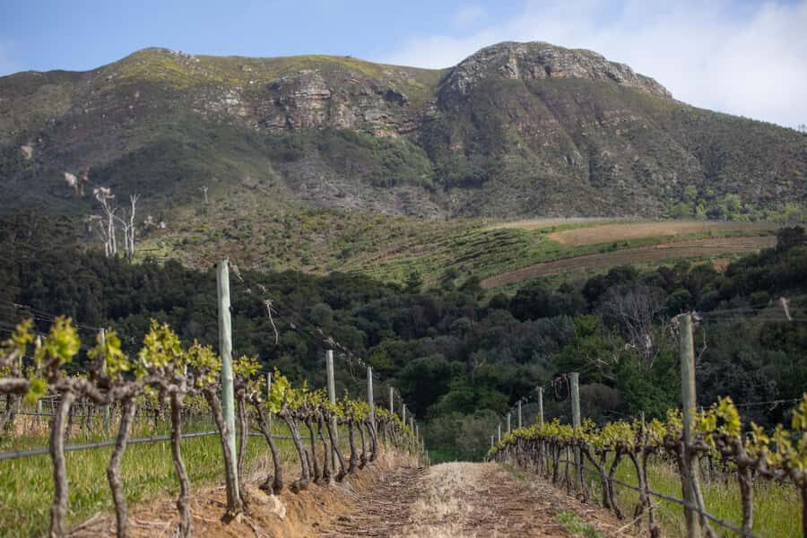 Constantia: Wine Walk with Lunch and Enchanting Stories - Stop 2: Klein Constantia vineyard walk and tastings