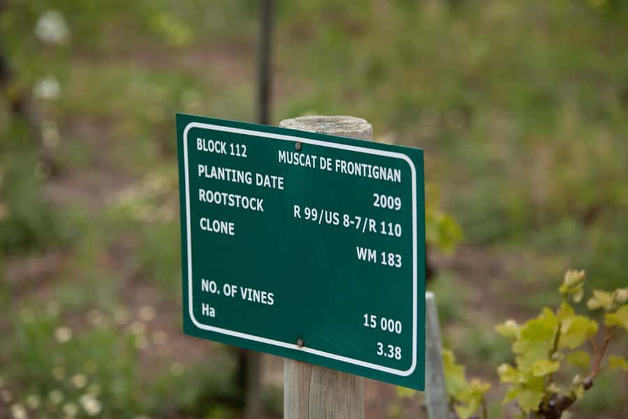 Constantia: Wine Walk with Lunch and Enchanting Stories - Value check: is $149 worth it for a wine walk day?