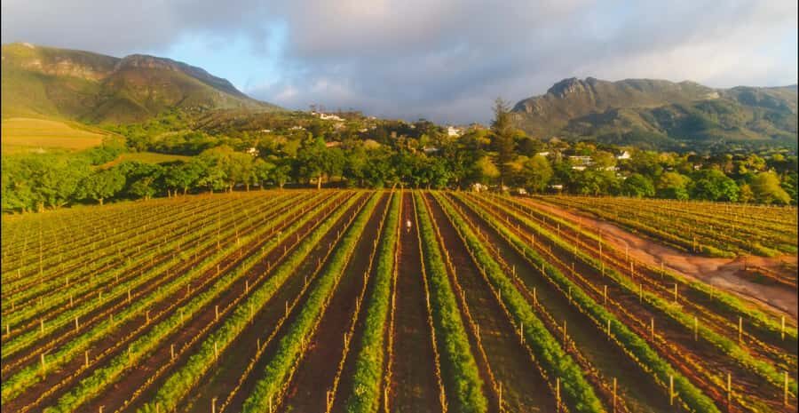 Constantia: Wine Walk with Lunch and Enchanting Stories - Who should book this (and who should skip it)