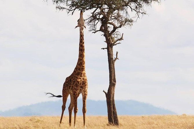 Cradle of Human Kind & Lion & Rhino Park Tour Full day Tour Private - How the guide turns driving time into learning time