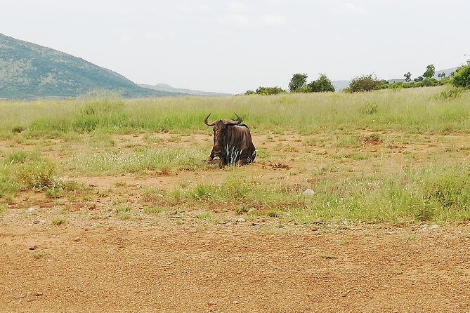 Cradle of Human Kind & Lion & Rhino Park Tour Full day Tour Private - Timing and what to pack for a full morning start