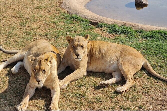 Cradle of Human Kind & Lion & Rhino Park Tour Full day Tour Private - Value check: does this private tour earn its cost?