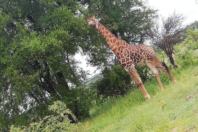 Cradle of Human Kind & Lion & Rhino Park Tour Full day Tour Private - Who this tour suits best