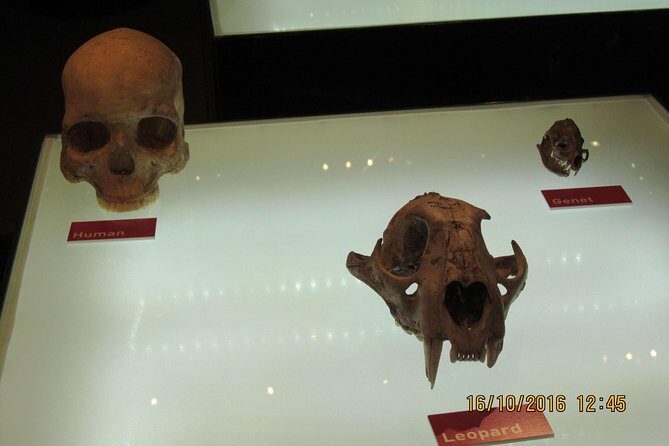 Cradle of Human Kind Tour and Lesedi Cultural Village Day Tour - Should You Book This Johannesburg Combo Day Tour?