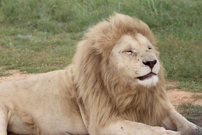 Cradle of Humankind and Lion and Safari Park Tour from Johannesburg or Pretoria - Getting Started: 8:00 AM Pickup Around Johannesburg and Pretoria