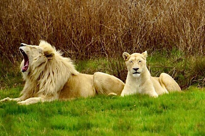 Cradle of Humankind, Caves or Maropeng, Rhino and Lion Park - Key Things You Should Know Before You Go