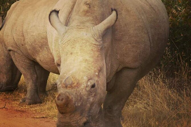 Cradle of Humankind, Caves or Maropeng, Rhino and Lion Park - Sterkfontein Cave Logistics: Ticket Budget and Reopening Notes