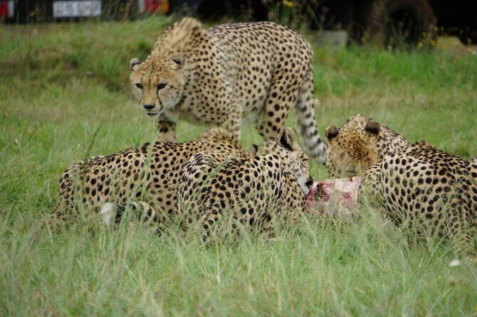 Cradle of Humankind, Caves or Maropeng, Rhino and Lion Park - Rhino and Lion Nature Reserve: A Drive-Through Safari With Actual Odds