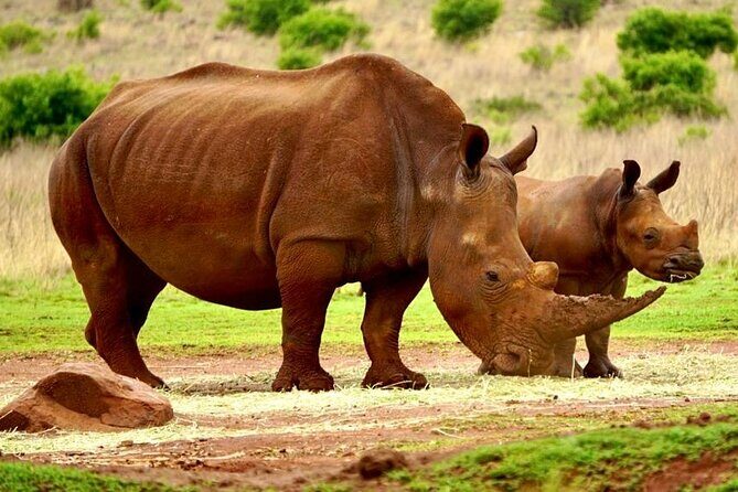 Cradle of Humankind, Caves or Maropeng, Rhino and Lion Park - Price and Value: Is $97.77 a Smart Deal?