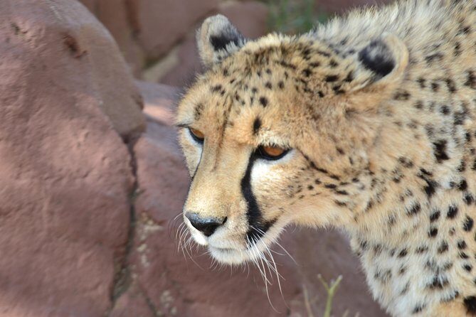 Cradle of Humankind Full Day Tour from Pretoria and Johannesburg - Rhino and Lion Nature Reserve: your best shot at multiple big sightings