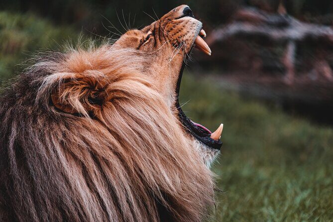 Cradle of Humankind Tour with Lion Safari from Johannesburg - Who This Tour Fits Best (and Who Should Skip)