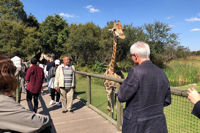 Cradle of Humankind Tour with Lion Safari from Johannesburg - The Lion and Safari Park: One Hour, Open-Vehicle Viewing, Real Lions