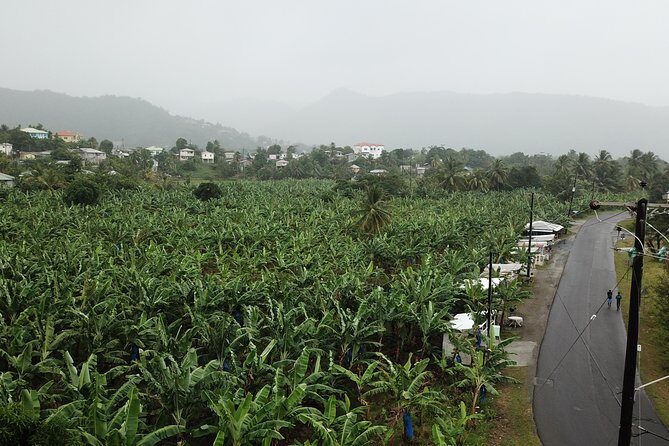 Cruise Excursions in St. Lucia - La Soufrière drive-in volcano: volcanic hot springs time without the headache