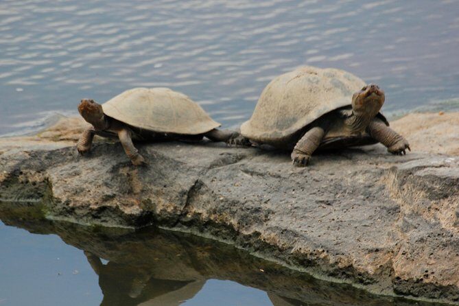 Cruise on Blyde Dam & Moholoholo Rehab Centre Day Tour from Hazyview - The tone shift: from wild to human support