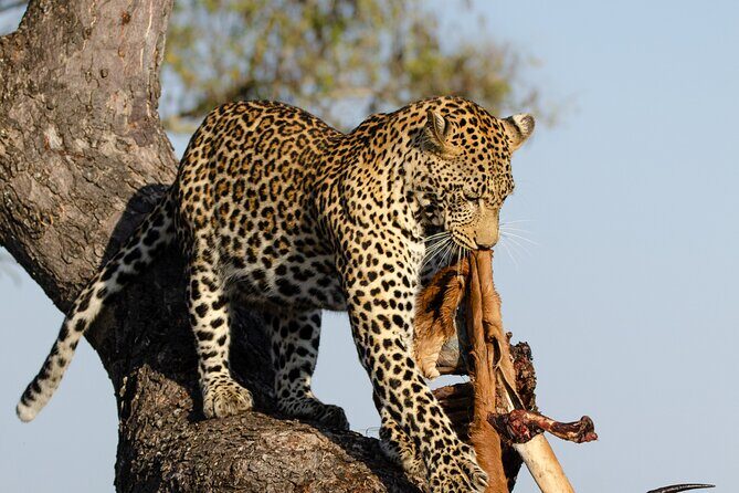 Daily Pilanesberg National Park Private Shuttle Services - Key Points You’ll Care About