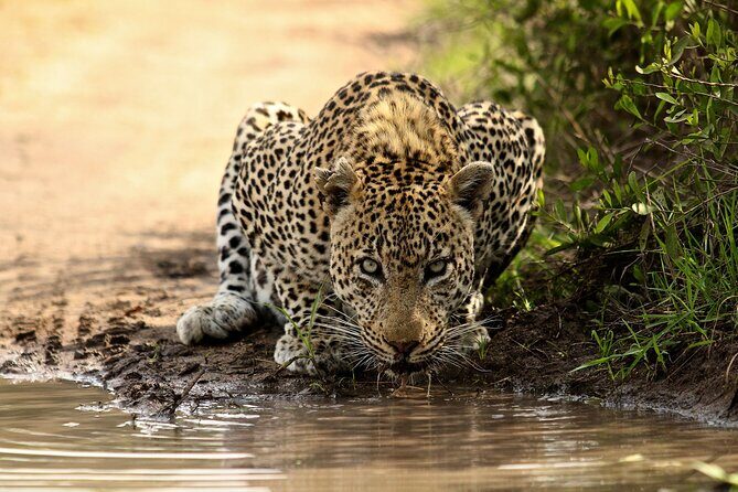 Daily Pilanesberg National Park Private Shuttle Services - Getting Picked Up: Airport, Hotel, or Home at Your Chosen Time