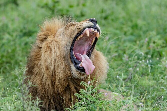 Daily Pilanesberg National Park Private Shuttle Services - Picking Your Vehicle: Minibus vs Sedan for a Small Private Group