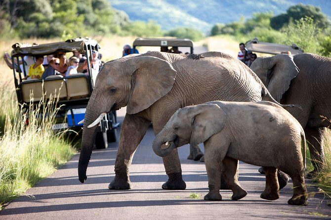 Daily Pilanesberg National Park Private Shuttle Services - Waterworld and Valley of the Waves: Why This Is a Great First-Day Target