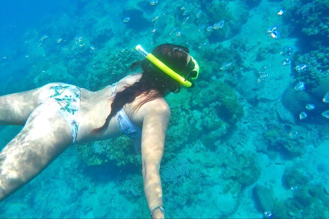 Dash and Splash Snorkel Adventure St Lucia - Gear, marine life, and how to make the most of your time underwater