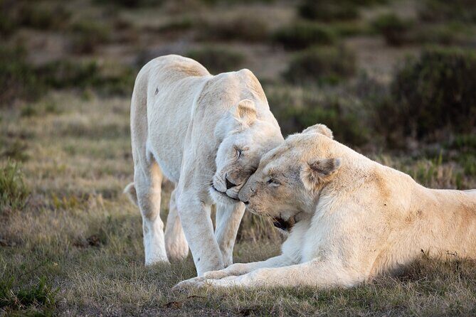 Day Safari at Pumba Private Game Reserve - Key highlights at a glance