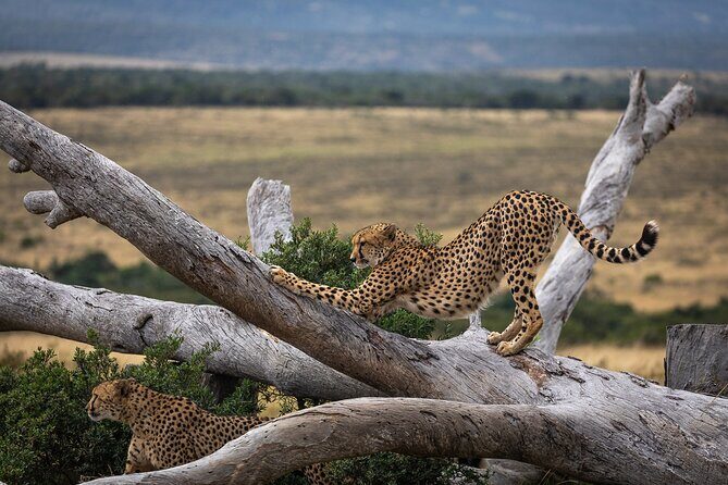 Day Safari at Pumba Private Game Reserve - Getting on the Land Rover: the 2.5-hour game drive