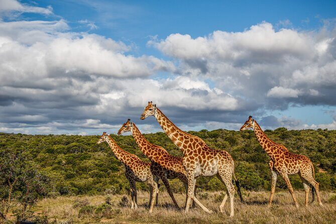 Day Safari at Pumba Private Game Reserve - Price and value: is $92.65 a smart buy?