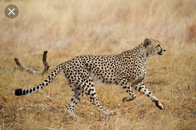 De Wildt Cheetah and Wildlife Centre Private Safari (Private) - Ann van Dyk Cheetah Centre: the conservation mission behind the viewing
