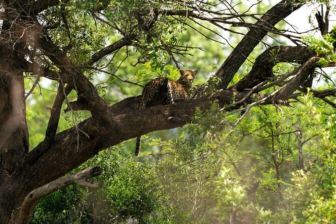 Discover the Pilanesberg with a personalized full day safari - Why Pilanesberg is the best kind of Johannesburg safari day