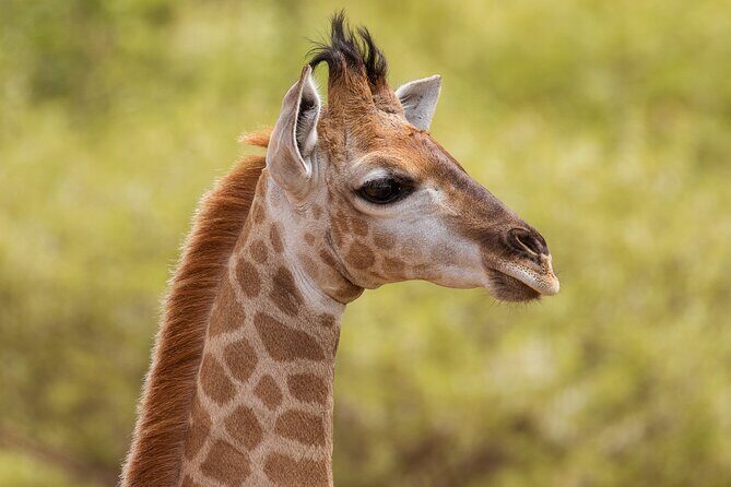 Discover the Pilanesberg with a personalized full day safari - The private safari setup: air-conditioned comfort and a real field guide