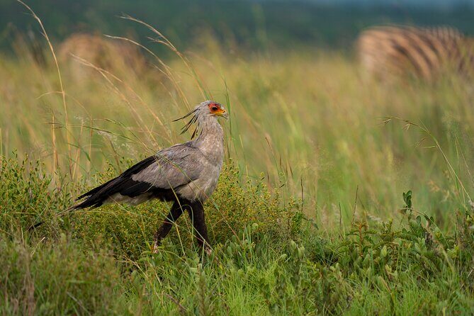 Discover the Pilanesberg with a personalized full day safari - Brunch and lunch that don’t interrupt the safari vibe