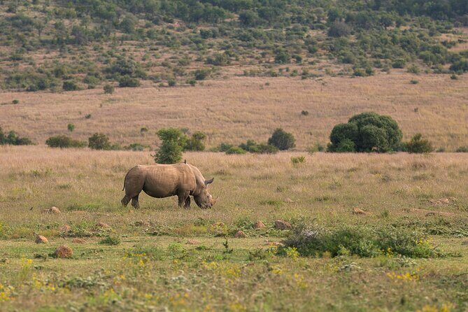 Discover the Pilanesberg with a personalized full day safari - Price and value: is $219.33 worth it for a day in the bush?
