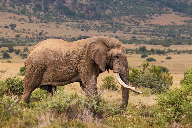 Discover the Pilanesberg with a personalized full day safari - Who this safari is best for (and who should think twice)