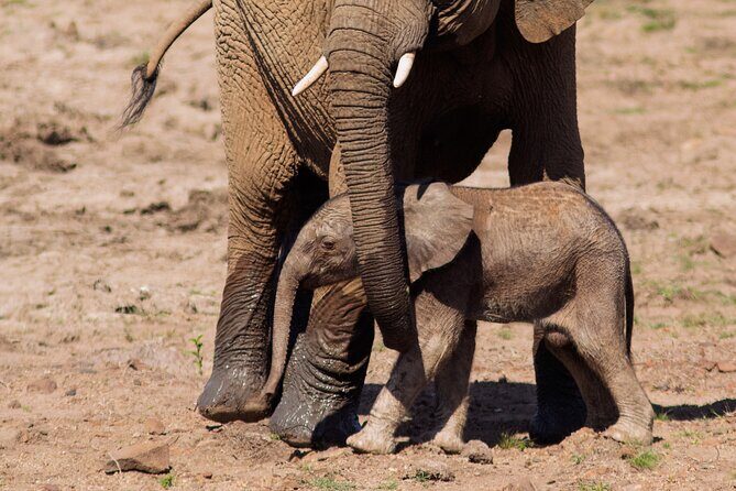 Discover the Pilanesberg with a personalized full day safari - The morning game drive: why early timing changes everything