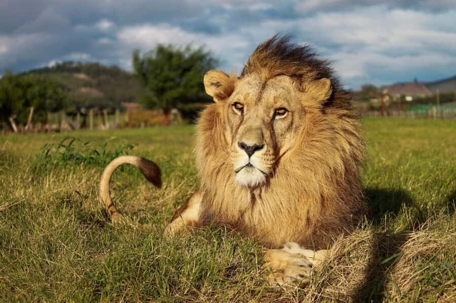Drakenstein Lion Park Entry Ticket - Key Things I’d Plan For First