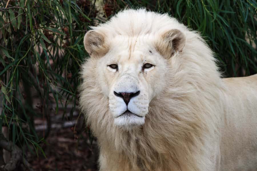 Drakenstein Lion Park Entry Ticket - Drakenstein Lion Park in the Cape Winelands: What This Day Is Really About