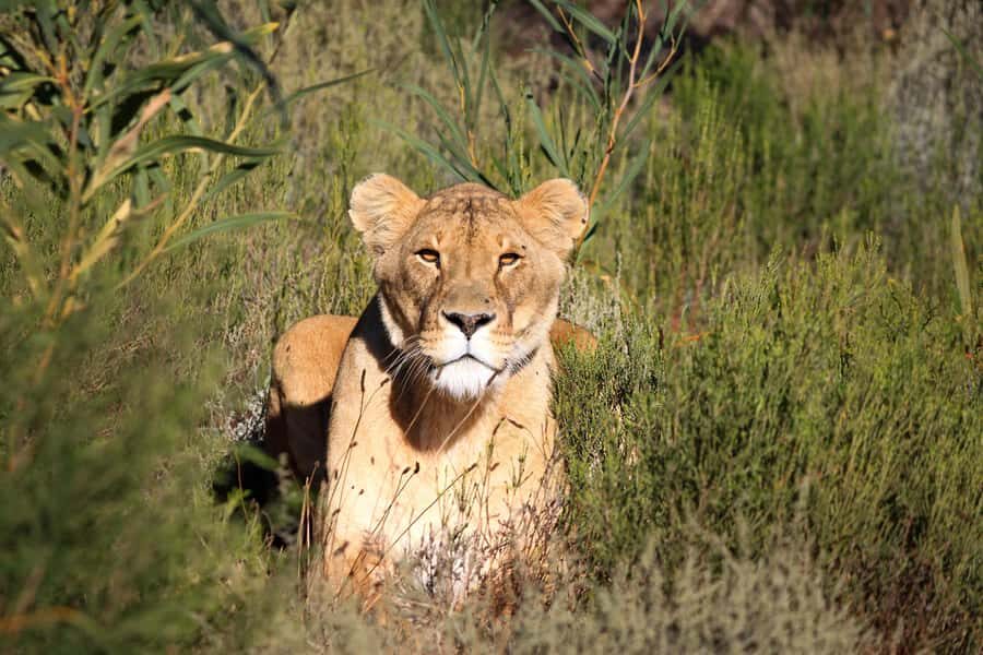 Drakenstein Lion Park Entry Ticket - The Habitat Matters: 60 Acres Built for Fit-For-Purpose Lion Life