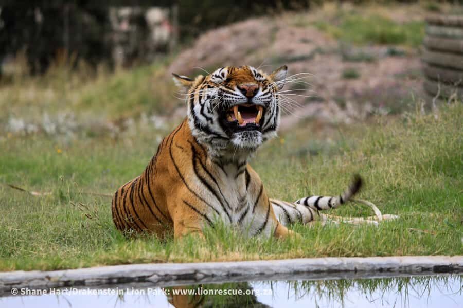 Drakenstein Lion Park Entry Ticket - Location Bonus: Cape Winelands Time Without the Rush