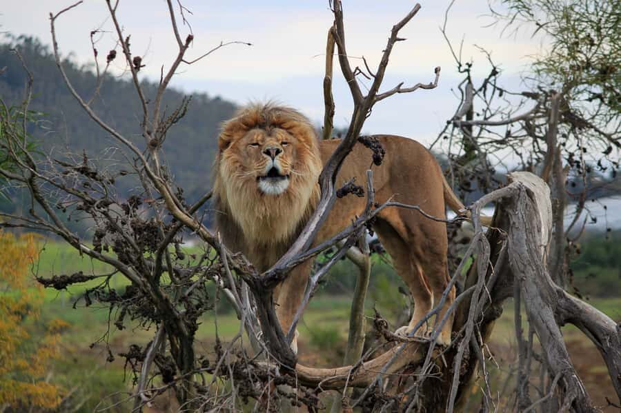 Drakenstein Lion Park Entry Ticket - A Practical Sense of the Day: How Your Visit Typically Flows