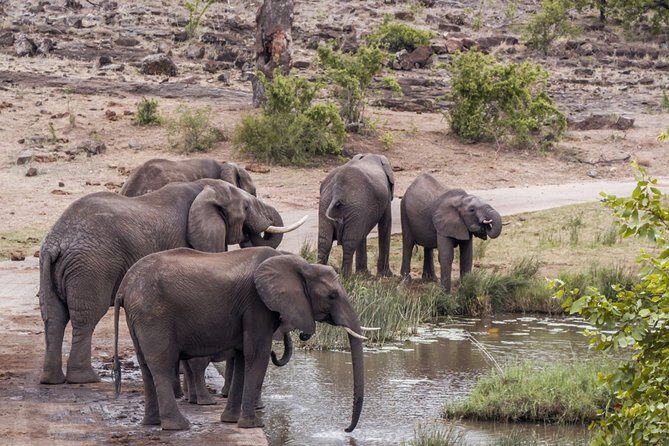 Durban: Big 5 Safari - Open Safari Vehicle at Exclusive Reserve - Key Highlights You’ll Care About