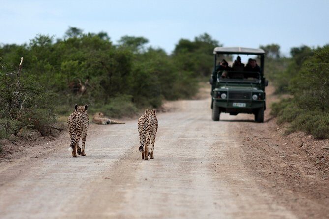 Durban: Big 5 Safari - Open Safari Vehicle at Exclusive Reserve - The Open Safari 4x4 Experience: Great Viewing, Real-Life Tradeoffs
