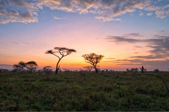Durban: Big 5 Safari - Open Safari Vehicle at Exclusive Reserve - Ranger Game Drive Time: What You Can Expect On the Ground