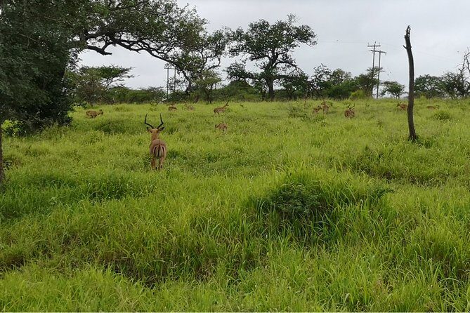 Durban: Big 5 Safari - Open Safari Vehicle at Exclusive Reserve - Binoculars, Guide Books, and Why Extras Matter