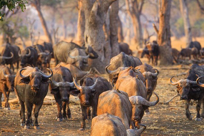 Durban: Big 5 Safari - Open Safari Vehicle at Exclusive Reserve - Price and Logistics: Is $231.43 Good Value?