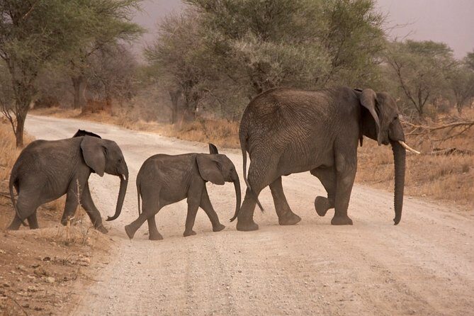 Durban: Big 5 Safari - Open Safari Vehicle at Exclusive Reserve - Pickup From Durban: Easy When You’re In the Right Area