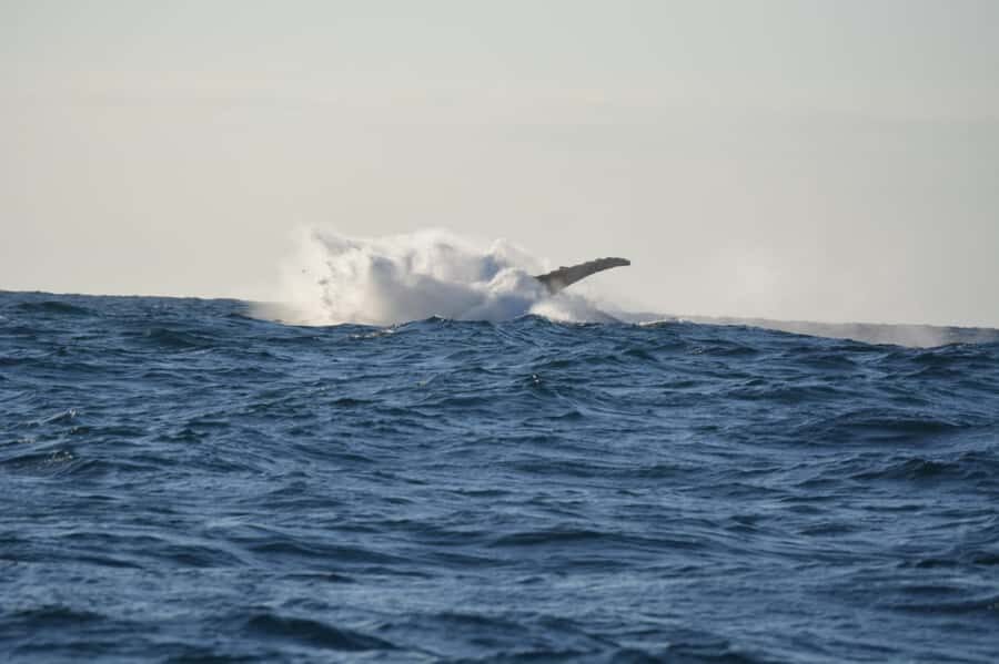 Durban: Durban: Whale and Dolphin Watching Boat Tour - Key things I’d lock in before you go