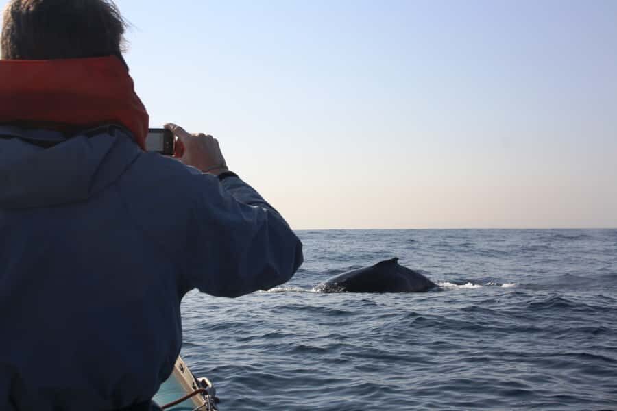 Durban: Durban: Whale and Dolphin Watching Boat Tour - Best odds: pick the right season and respect the ocean