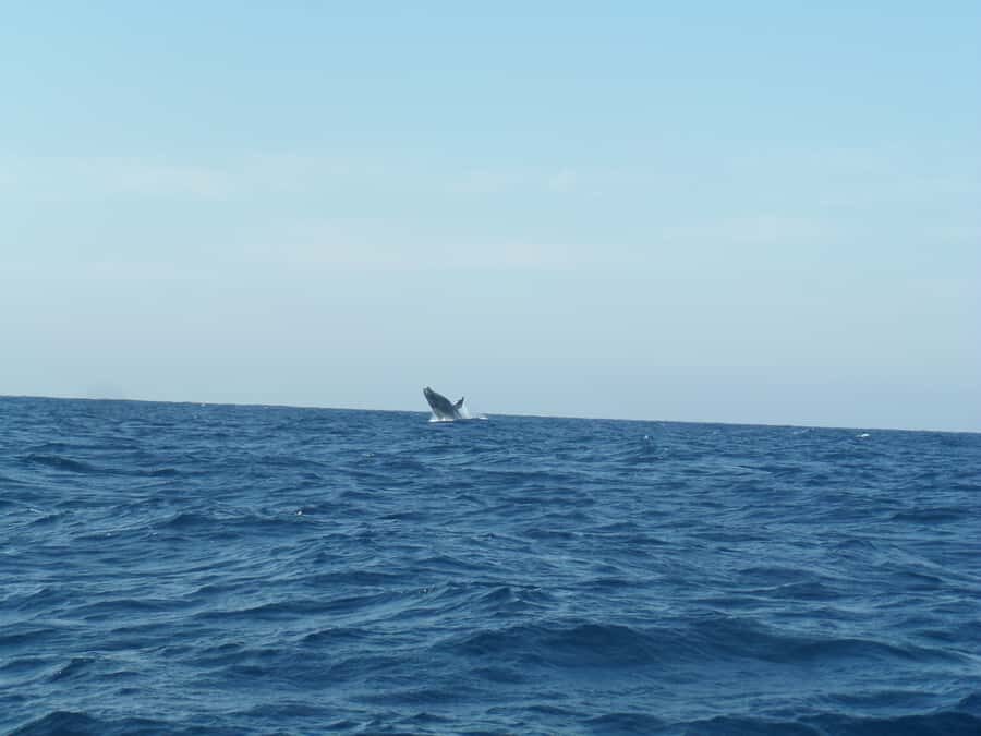 Durban: Durban: Whale and Dolphin Watching Boat Tour - What “open ocean sailing” means once you’re out