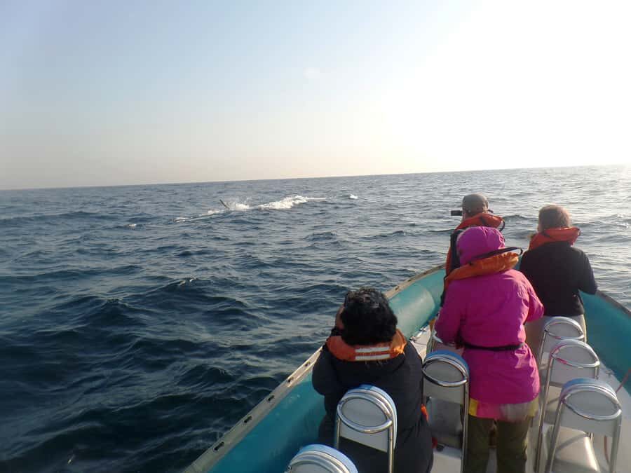 Durban: Durban: Whale and Dolphin Watching Boat Tour - How humpback whale watching works in the Durban winter