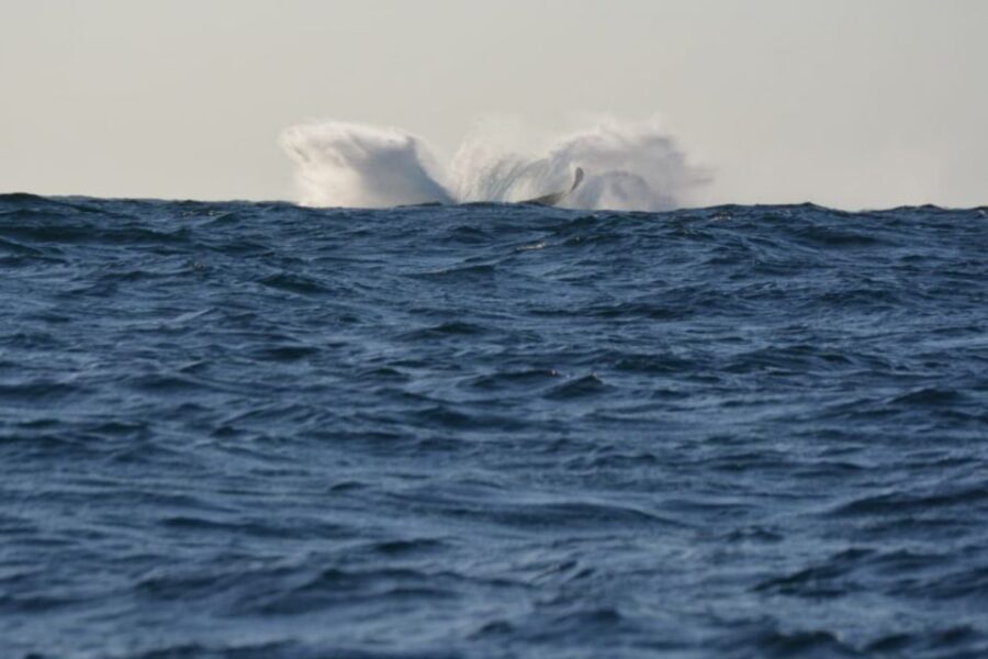 Durban: Durban: Whale and Dolphin Watching Boat Tour - Boat size, comfort, and what to do if the sea gets rough
